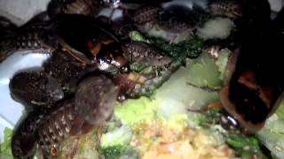 Random and up close shots of dubia roaches eating [upl. by Ahseei90]