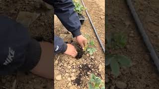 Transplanting Strawberry Seedlings Fruit Cultivation On The Farm satisfying short [upl. by Latsryk]