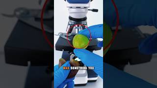 Graps under microscope 🔥🤯 science shorts experiment [upl. by Adala]