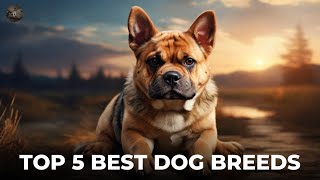 Top 5 Best Family Dog Breeds [upl. by Phionna]