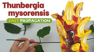 Thunbergia mysorensis easiest way to propagate [upl. by Schlosser]