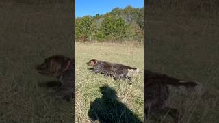 Hunting wirehaired pointing griffon Dublin bartonoutfitters [upl. by Anurb]