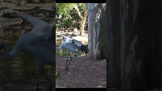 Bouncing Grumpy Brolga Bird [upl. by Geilich]