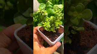 Jade plant Unboxing jade jadeplantcare [upl. by Pattani]