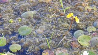 Utricularia Vulgaris part 2 [upl. by Notneb]