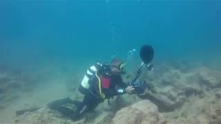 Catching a Labidochromis caeruleus in its natural hapitat at Mbowe Island in Lake Malawi [upl. by Edina]