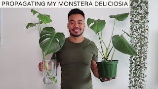 Propagating My Monstera Deliciosa  Houseplant Update Spring 2019 [upl. by Lyrad272]