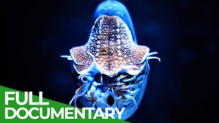 Wildlife  Just Octopuses  Free Documentary Nature [upl. by Coumas]