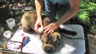 SharPei Grooming 101 Ear Cleaning [upl. by Gregoor]