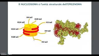 cromatina e epigenetica [upl. by Nolyaj915]