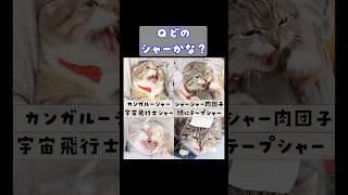 猫の鳴き声クイズ作ったら難易度鬼すぎて全問正解できたら天才🤣🤣🤣 猫 [upl. by Wilen412]