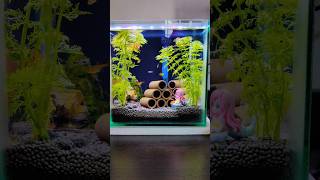 Planted Aquarium [upl. by Jessalyn]