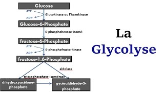 La Glycolyse [upl. by Cammi]