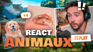 Le retour des animaux TROP MIGNONS  😻 REACT [upl. by Yesdnyl]