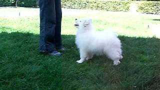 De Villaodon Samoyedos  wwwvillaodoncom [upl. by Ytrebil]