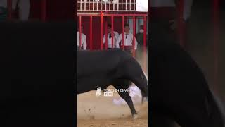 TOROS Y RECORTADORES [upl. by Peppie797]