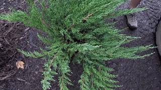 TreeTipTuesday  Juniperus squamata Parsonii Parsons Juniper [upl. by Notyard263]