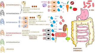 ¿Qué es y cómo se contagia el Herpes Zóster [upl. by Freytag391]