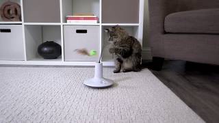 Petlinks® Pure Commotion™ electronic cat toy [upl. by Ahswat]