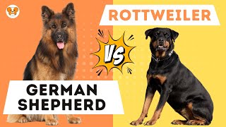 German Shepherd VS Rottweiler The Definitive Guide [upl. by Aninep]