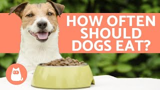 How Many Times a Day Should DOGS EAT  Puppies and Adults [upl. by Charles449]