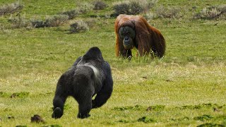 Pertarungan GORILLA VS ORANGUTAN Ternyata Inilah Dia Pemenangnya [upl. by Havard841]