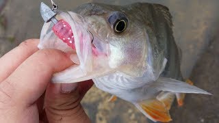 NZ Basic Fishing  Freshwater  Targeting Redfin Perch on Softbaits [upl. by Enecnarf]