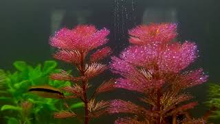 Cabomba Furcata amp SAE  Planted Tank  Live Plants [upl. by Hopfinger]