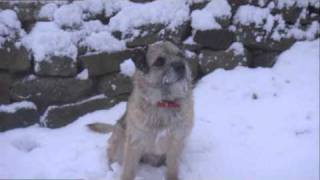 Border Terrier Benson  Full Of Energy [upl. by Llesig]