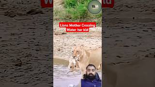 Lions Mother Crossing Water her kid lion animal wildlions nature shorts short viral trending [upl. by Acinoj164]