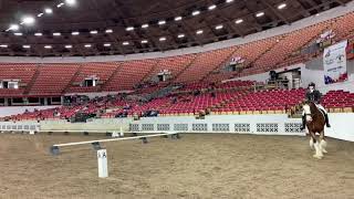 2018 World Clydesdale Show  Towerview Theo Training Level Test 2 [upl. by Esiuqcaj882]