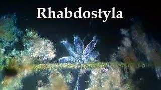 Rhabdostyla [upl. by Ecinrahs]