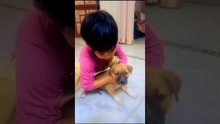 Mar du kya newvideo ytdailyshorts doglover panchayatidada viralvideo 1ontrending viral [upl. by Bertold]