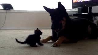 Mature German Shepard and 5 Week Old Kitten Play [upl. by Loseff168]