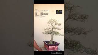 SN48 bonsai pruning wiring Cestrum nocturnum VariegatedRaat Ki Rani shorts [upl. by Sinaj]