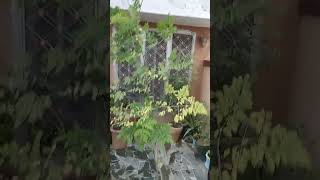 Moringa Tree In Potterrace flowers nature garden superfood  cartoon [upl. by Kelcey177]