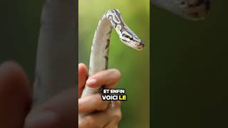 Saviezvous que le Python Regius est le serpent le plus populaire chez les passionnés de reptile [upl. by Yseulta815]