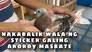 NAKABALIK WALA NG STICKER GALING AROROY MASBATE Reggie Cruz Loft amp Aviary reggiecruzloftandaviary [upl. by Aivatnuahs574]