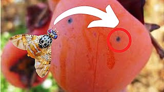 MOSCA de la FRUTA 5 formas de eliminarla🪰🍑 [upl. by Tnomal939]