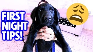 First Night with NEW PUPPY 🤗 How to Survive Your First Day Home [upl. by Eissac]