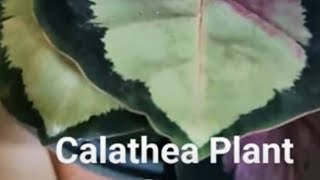 calathea 🌱plant [upl. by Euqinot195]