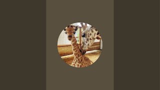 Good Evening WGiraffes 🥳🦒🦒🦒🦒 [upl. by Adnofal650]