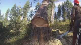 Loggers of Potlatch Part 1 Tree Felling [upl. by Volnay575]