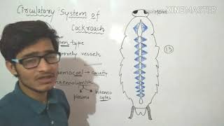 Circulatory system of Cockroach in detailMust watch [upl. by Jethro]