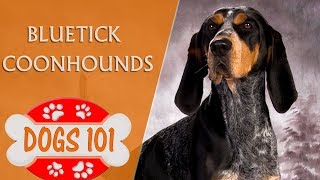 Dogs 101  Bluetick Coonhounds  Top Dog Facts About the Bluetick Coonhounds [upl. by Daniell992]