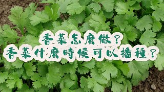 香菜怎麼做？香菜什麼時候可以播種？ 香菜 我的小菜園 自己種的純天然的綠色蔬菜 關注我一起學種菜 種植小技巧 [upl. by Llerdnam869]