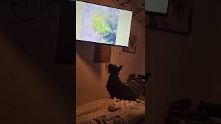 Willow The Scottie Dog watching Dogs on TV [upl. by Worl712]