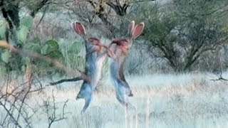 Amazing Rabbit FIGHT [upl. by Yddeg820]