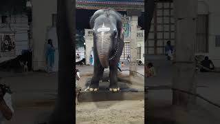 Yaanai varuthu yanai varuthu kids song yaanaivaruthu chuttykannamma elephantsong [upl. by Mogerly912]