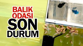 Akvaryum Odası Son Durum [upl. by Kcarb]